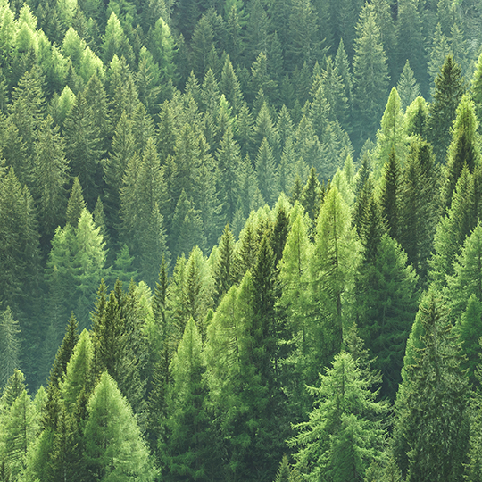 aerial shot of trees in forest
